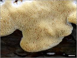 Attēlu rezultāti vaicājumam “Diplomitoporus flavescens”