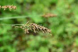 Attēlu rezultāti vaicājumam “Carex appropinquata”