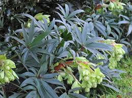 Image result for Helleborus foetidus