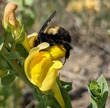 Attēlu rezultāti vaicājumam “Linaria loeselii fruit”