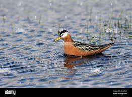 Attēlu rezultāti vaicājumam “Phalaropus fulicarius adult”