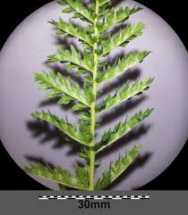 Image result for Filipendula vulgaris