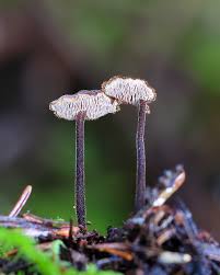 Attēlu rezultāti vaicājumam “Auriscalpium vulgare”