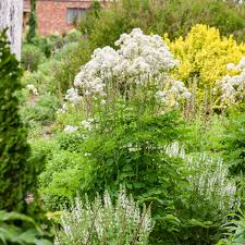 Attēlu rezultāti vaicājumam “Thalictrum aquilegifolium bud”