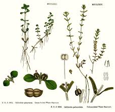 Attēlu rezultāti vaicājumam “Callitrichaceae”