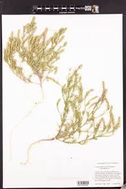 Attēlu rezultāti vaicājumam “Corispermum hyssopifolium fruit”