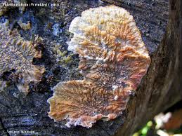 Attēlu rezultāti vaicājumam “Phlebia radiata”