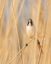 Attēlu rezultāti vaicājumam “Panurus biarmicus”