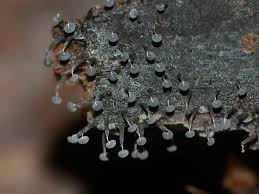 Attēlu rezultāti vaicājumam “Physarum murinum macro”