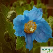 Image result for Scheinmohn blau