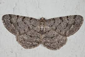 Attēlu rezultāti vaicājumam “Aethalura punctulata”