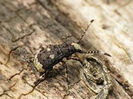 Attēlu rezultāti vaicājumam “Platystomos albinus”