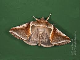 Attēlu rezultāti vaicājumam “Habrosyne pyritoides”