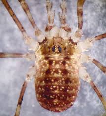 Attēlu rezultāti vaicājumam “Lophopilio palpinalis”