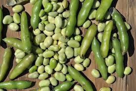 Attēlu rezultāti vaicājumam “Vicia faba”