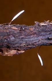 Attēlu rezultāti vaicājumam “Typhula erythropus”