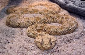 Image result for Spen Valley Vipers