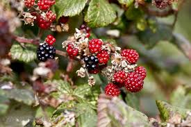 Attēlu rezultāti vaicājumam “Rubus nessensis”