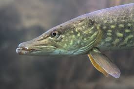 Image result for Esox lucius