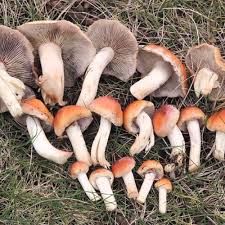 Attēlu rezultāti vaicājumam “Hypholoma lateritium”