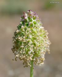 Image result for Sanguisorba minor