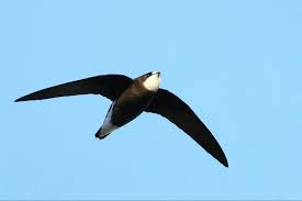 Image result for Hirundapus caudacutus