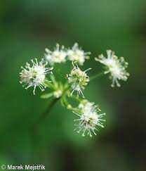 Attēlu rezultāti vaicājumam “Sanicula europaea fruit”