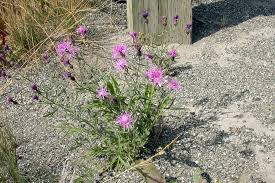 Attēlu rezultāti vaicājumam “Centaurea stoebe fruit”