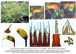 Attēlu rezultāti vaicājumam “Eurhynchiastrum pulchellum”