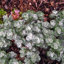 Attēlu rezultāti vaicājumam “Salix lapponum leaf”