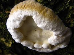 Attēlu rezultāti vaicājumam “Postia fragilis”