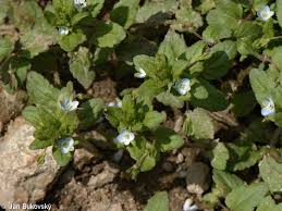 Attēlu rezultāti vaicājumam “Veronica agrestis leaf”