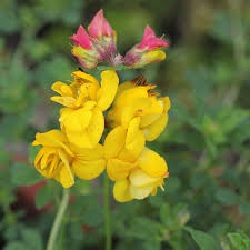Attēlu rezultāti vaicājumam “Lotus corniculatus flower”