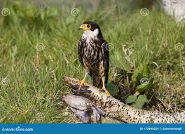 Attēlu rezultāti vaicājumam “Falco subbuteo adult”