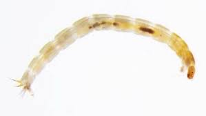 Attēlu rezultāti vaicājumam “Chironomidae larva”