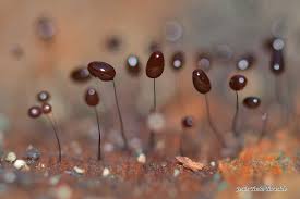 Attēlu rezultāti vaicājumam “Comatricha nigra macro”