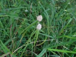 Attēlu rezultāti vaicājumam “Cyperaceae”