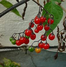 Attēlu rezultāti vaicājumam “Solanum dulcamara fruit”