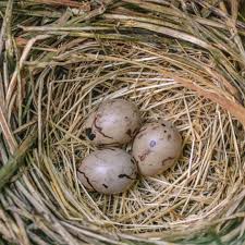 Attēlu rezultāti vaicājumam “Emberiza schoeniclus eggs”