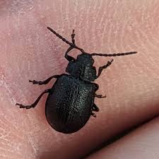 Attēlu rezultāti vaicājumam “Galeruca tanaceti”