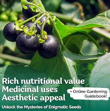 Attēlu rezultāti vaicājumam “Solanum nigrum”