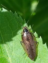 Attēlu rezultāti vaicājumam “Ectobius sylvestris male”