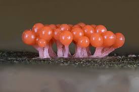 Attēlu rezultāti vaicājumam “Trichia decipiens”