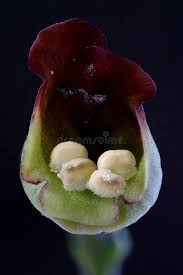 Attēlu rezultāti vaicājumam “Scrophularia nodosa flower”