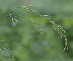 Attēlu rezultāti vaicājumam “Festuca gigantea”