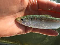 Image result for Alosa mediocris