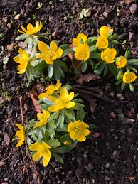 Attēlu rezultāti vaicājumam “Eranthis hyemalis flower”