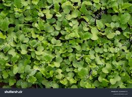 Attēlu rezultāti vaicājumam “Sinapis alba leaf”