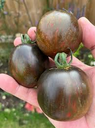 Afbeeldingsresultaat voor erdie family oxheart tomato