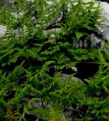 Attēlu rezultāti vaicājumam “Gymnocarpium robertianum”